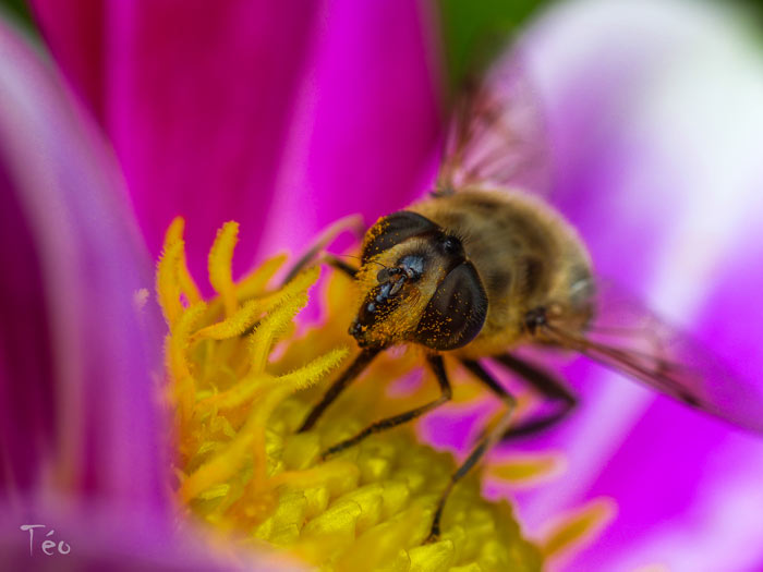 abeille-teo
